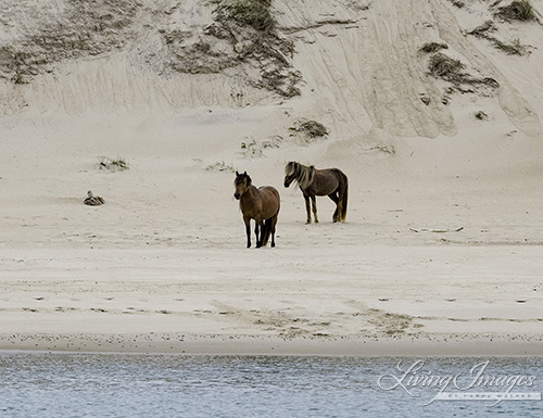 Two stallions on the beach