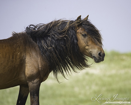 Sable Island Wild Stallion