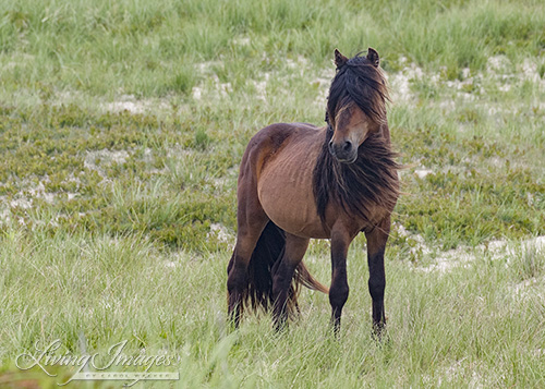 The younger stallion