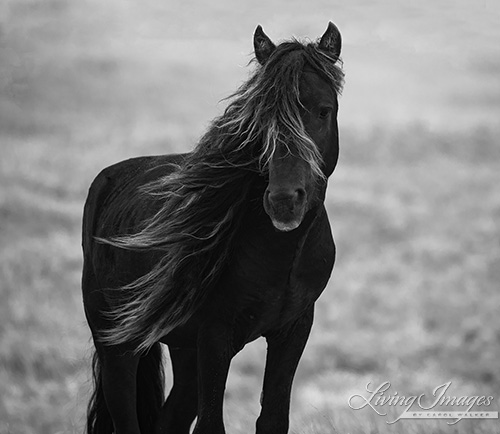 Sable Island Bachelor Stallion