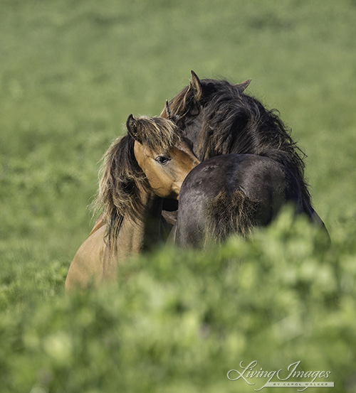 Mutual grooming between the stallion and yearling.