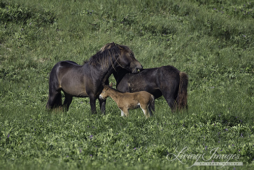 The foal is curious about the mutual grooming between his mother and father