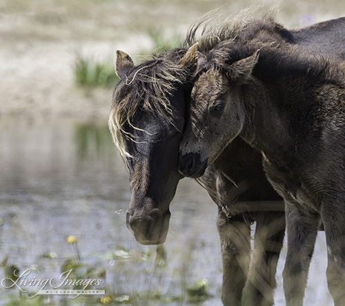 Mare and foal