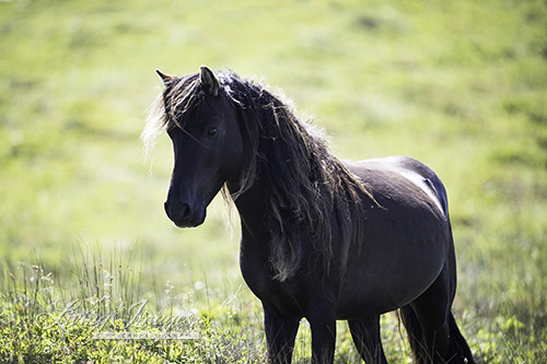 This stallion seems to glow