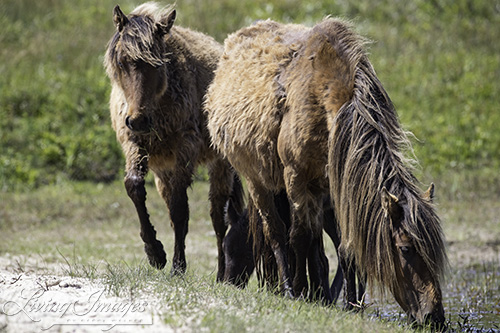 Mare and yearling