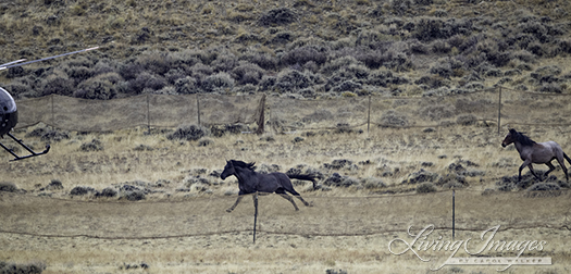 The black stallion charges the helicopter