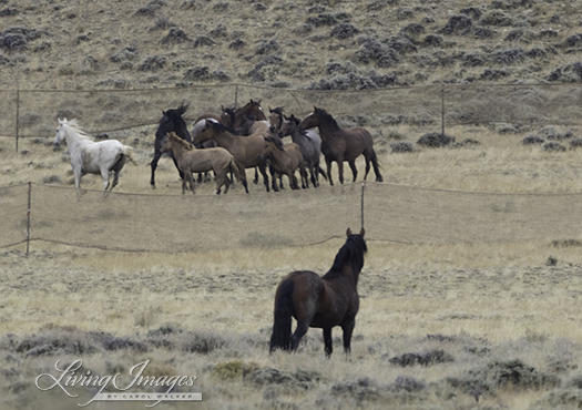 The bay stallion watches