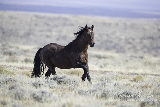 The bay stallion runs to the trailer