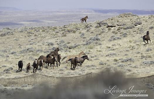 he foal goes over the hill alone