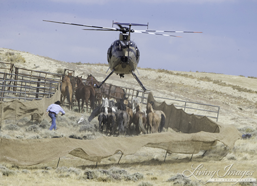 Bringing the horses into the trap