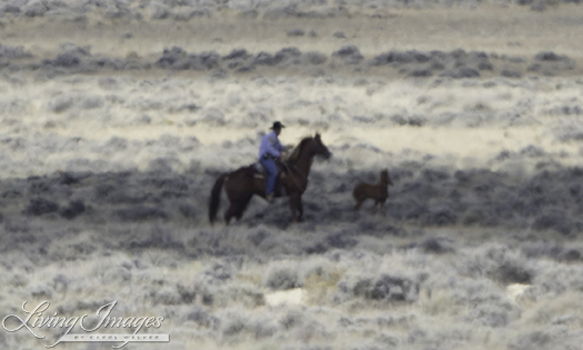 The rider ropes the foal