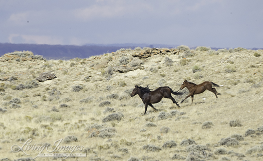 The mare and her foal