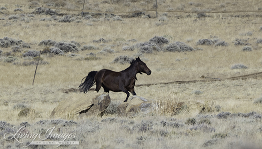 The mare jumps out and runs off