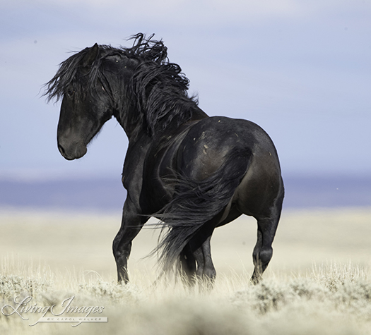 The stallion turns aggressively to another stallion too close to his family