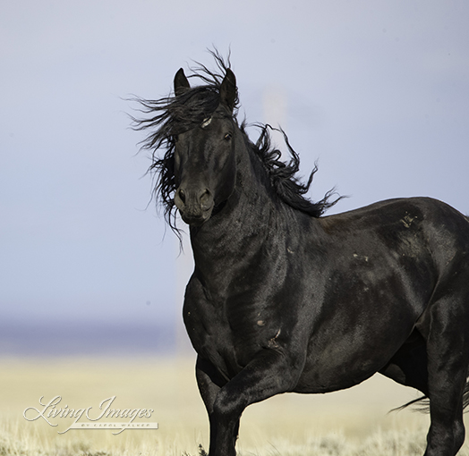A gorgeous black stallion who will be rounded up in the coming days