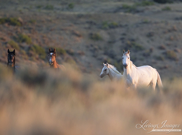 A wild family through the sagebrush