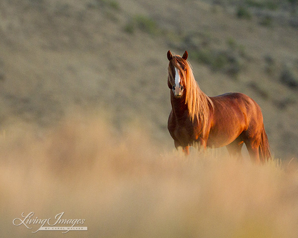 "Sunrise Stallion"