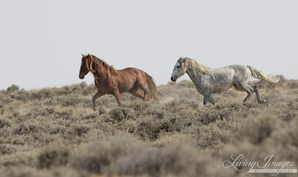 The grey stallion challenges 