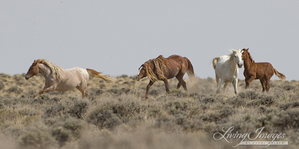 The young red roan mare tries to escape