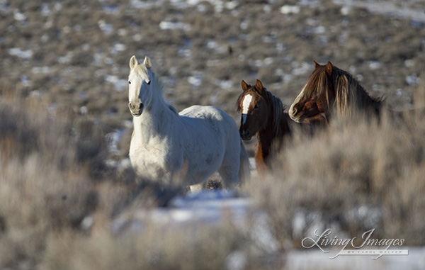 In the winter they are still easy to recognize