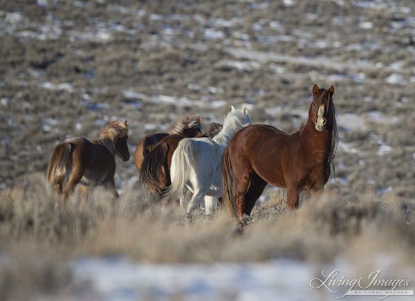 The stallion brings up the rear