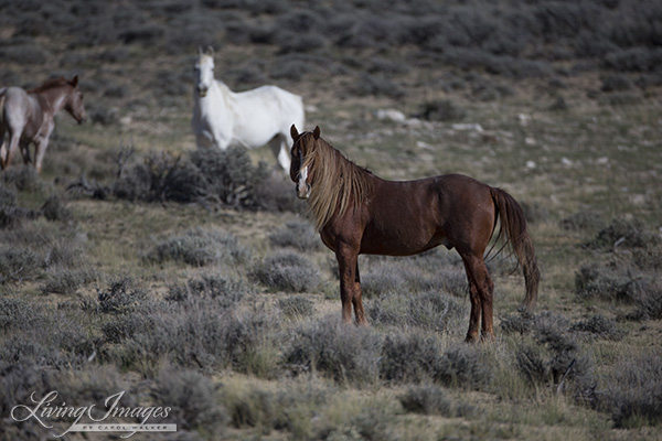 Just before the roundup