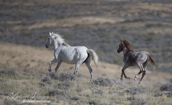 The grey mare and foal run away