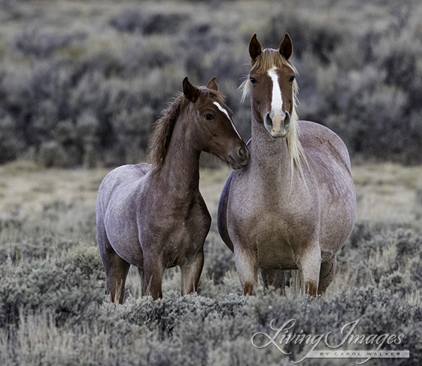 The red roan foal looks for reassurance from his mother