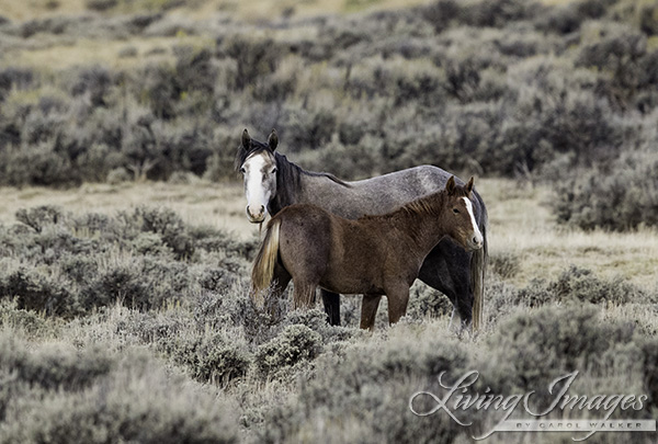 Grey Mare and foal