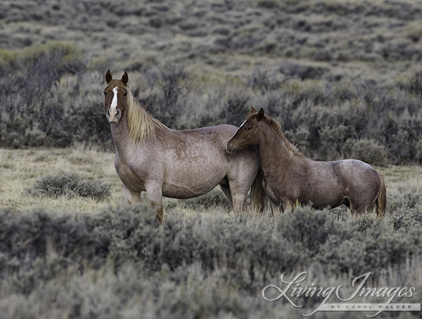 The red roan mare and foals
