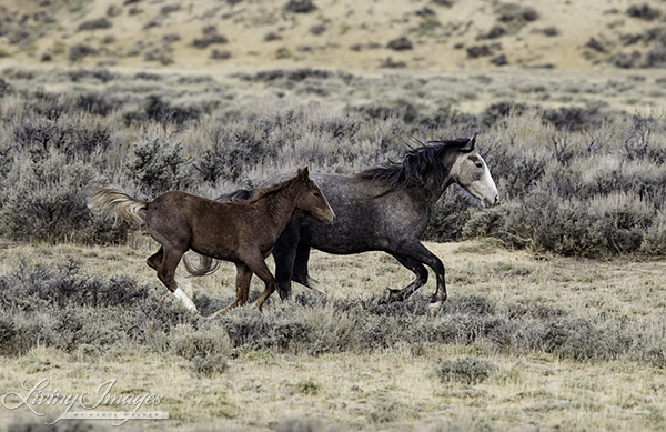 The grey mare and foal run 