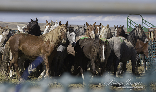 Wild Horses Rounded up at the Checkerboard Roundup in 2014