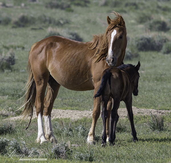 Checkerboard mare and foal