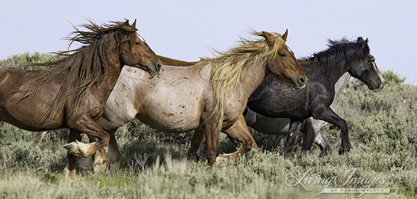 Wild Family in Adobe Town