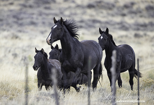 The black family