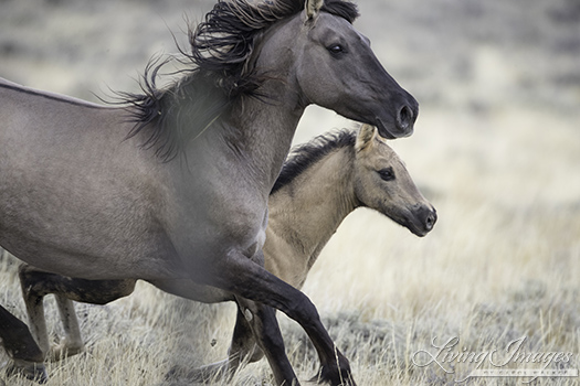 Grulla mare with her foal