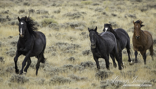 A black stallion leads another group down the hill