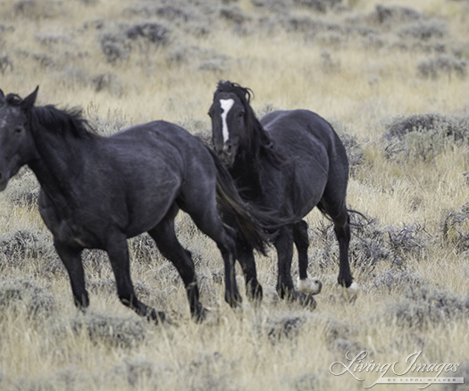 Two black horses head straight toward the fence