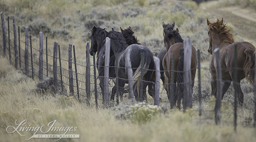 We see the whole group eyeing the fence