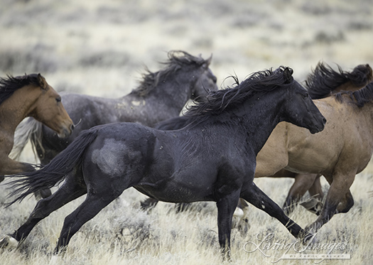 Running away with the group