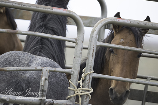 A yearling looks at me as he goes by