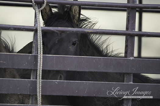 Foal in the trailer