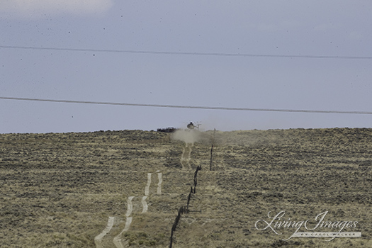 Driving horses into the trap in a cloud of dust