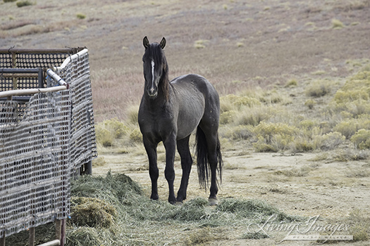 The young stallion visitor