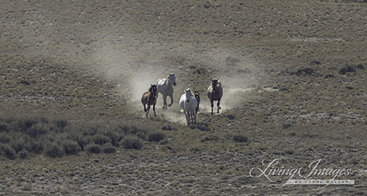 Dust boils up from the running wild horses