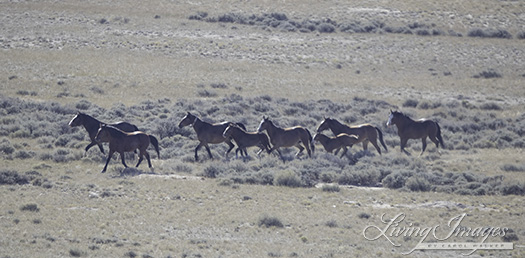 Mare with radio collar and foal at her side