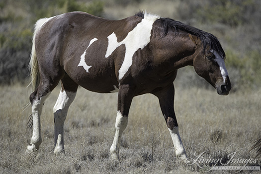 The stallion makes them move off the road