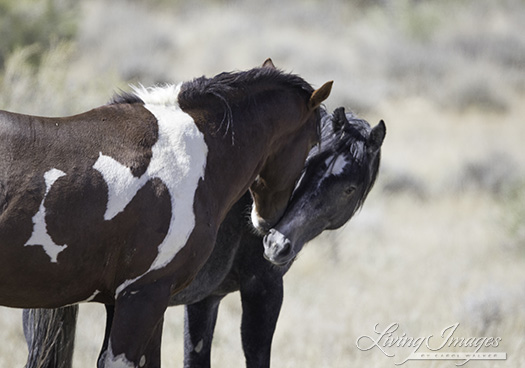 The young filly behaves submissively with her dad