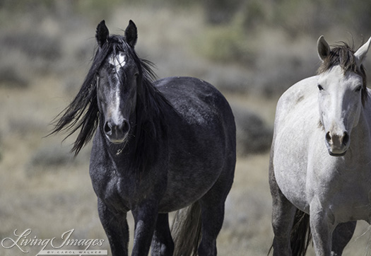 A mare and her young daughter on the left