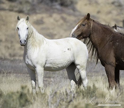 Older mare and stallion